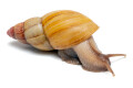 Lissachatina zanzibarica type 4 adult